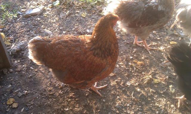 81903_blrw_pullet01.jpg