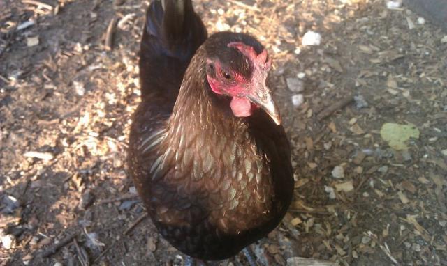 81903_mixed_pullet02.jpg