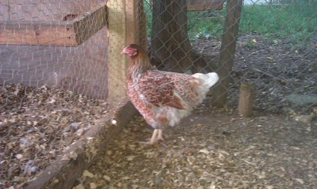 81903_splash_pullet01.jpg