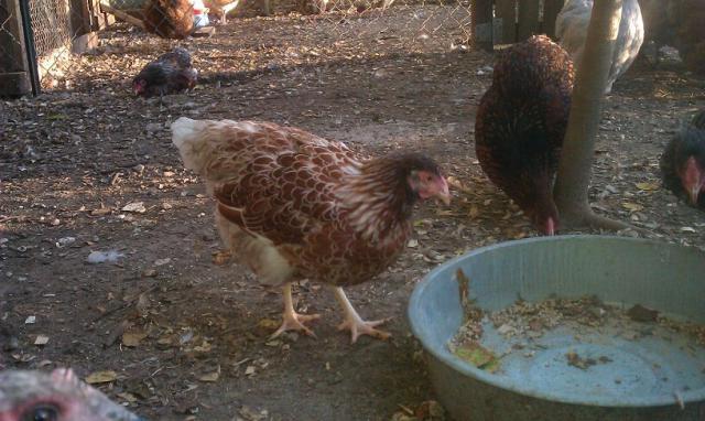 81903_splash_pullet02.jpg