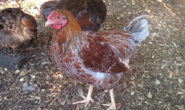 81903_young_splash_cockerel01.jpg