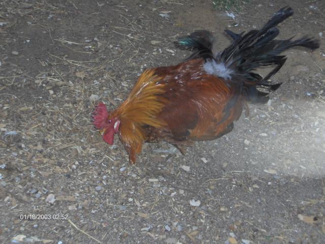 81936_hpim0297.jpg