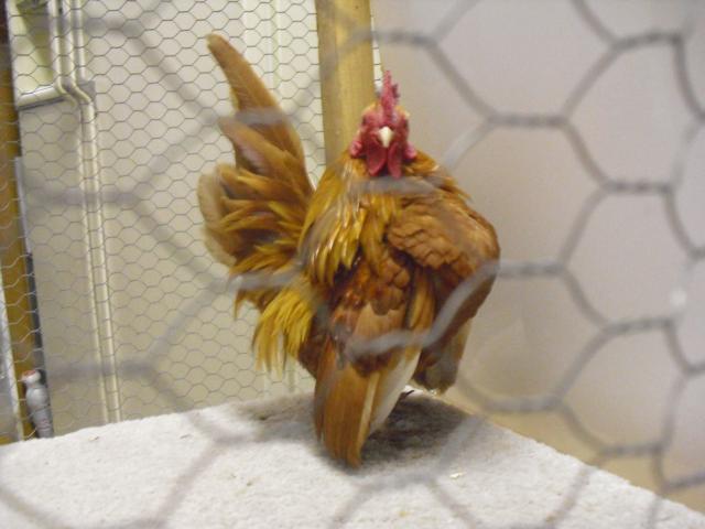 81950_cimg2483.jpg