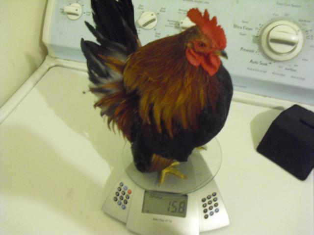 81950_cimg2517.jpg