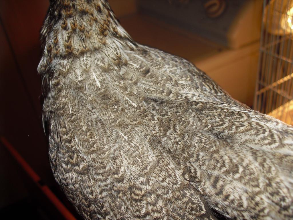 81950_cimg2598.jpg