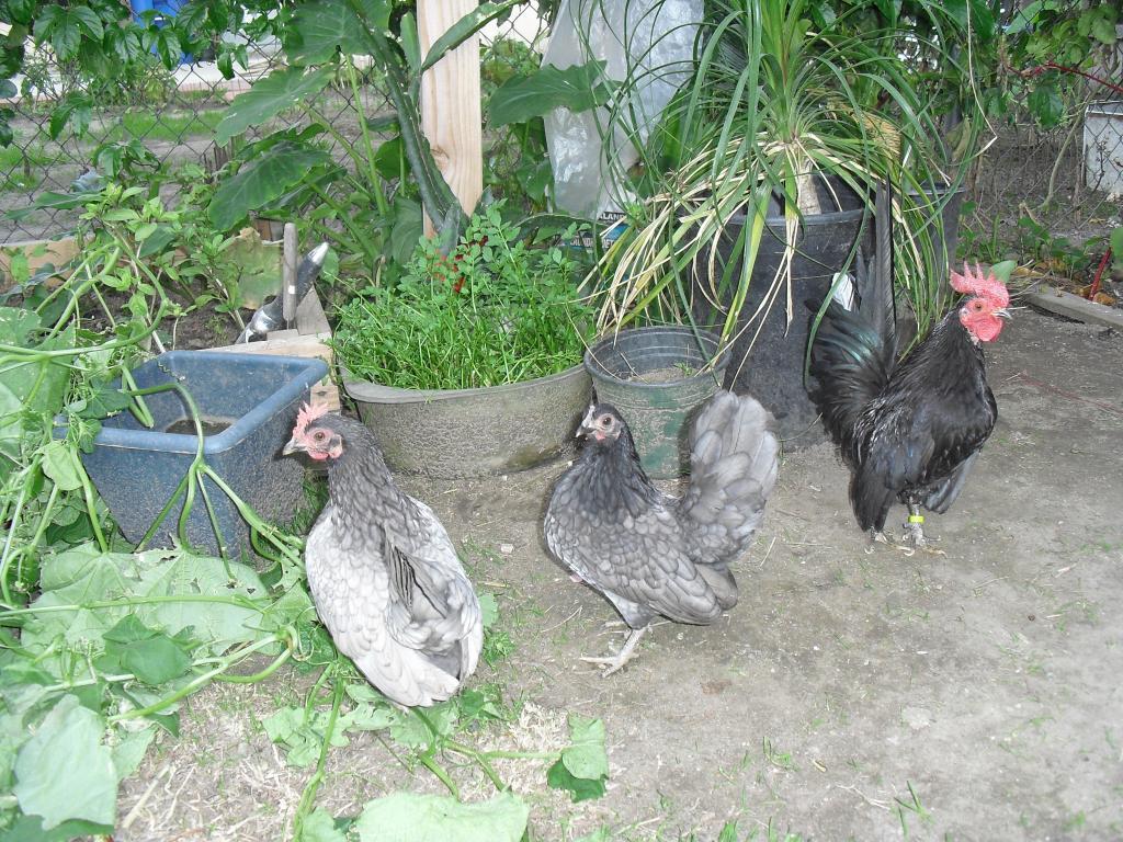 81950_cimg2609.jpg