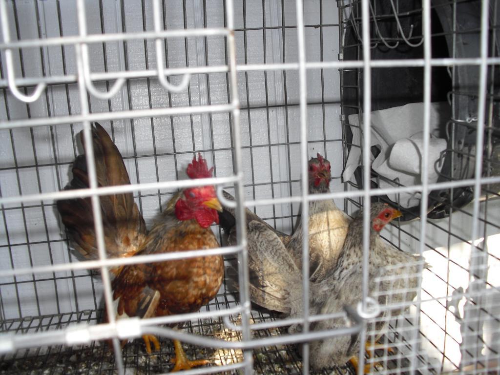 81950_cimg2624.jpg