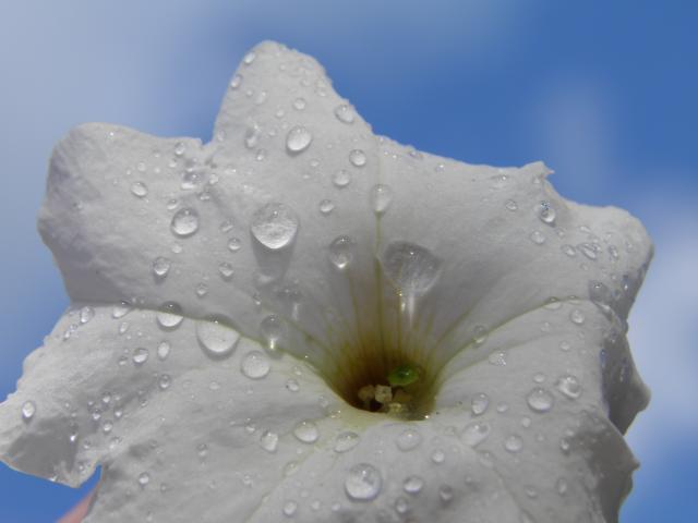 81987_8-11-11_020.jpg