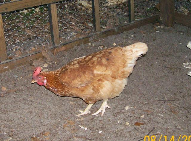 82145_new_pics_of_chickens_8-14-11_003.jpg