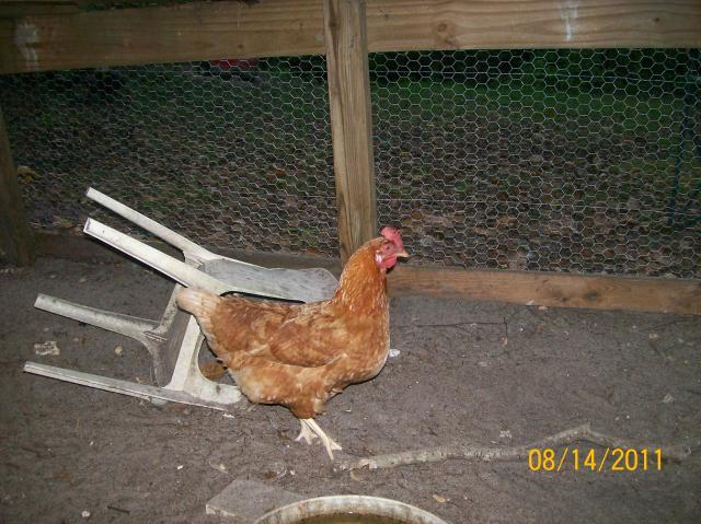 82145_new_pics_of_chickens_8-14-11_004.jpg