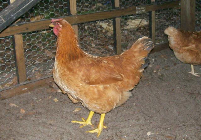 82145_new_pics_of_chickens_8-14-11_006.jpg