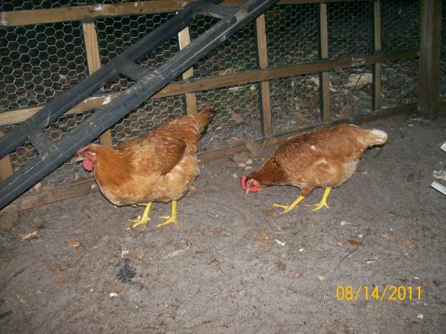 82145_new_pics_of_chickens_8-14-11_008.jpg