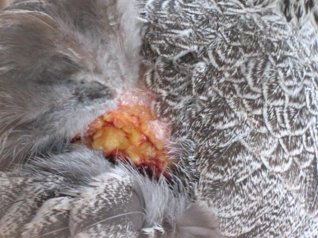 82156_march2011chickenbutt_002.jpg
