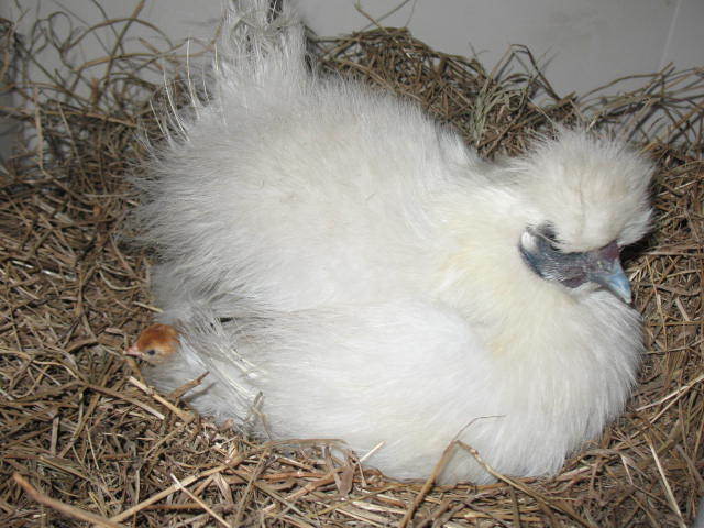 82156_march_2011_chicks_007.jpg