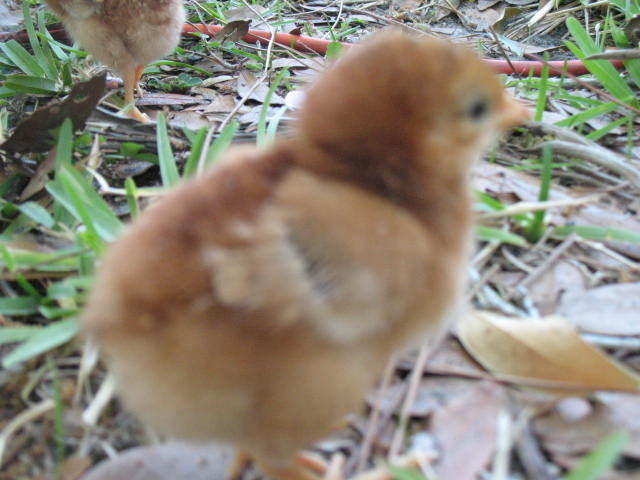 82156_march_2011_chicks_016.jpg