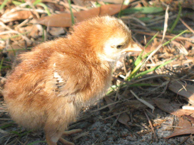 82156_march_2011_chicks_038.jpg