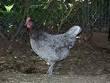 82157_blue_andalusian_chicken.jpg