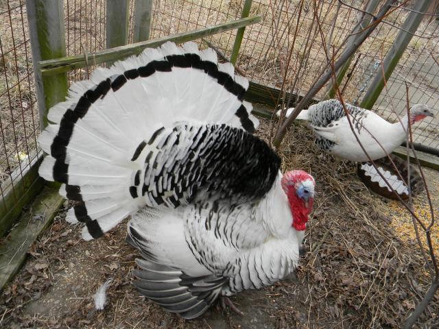 How To Breed Turkeys Backyard Chickens