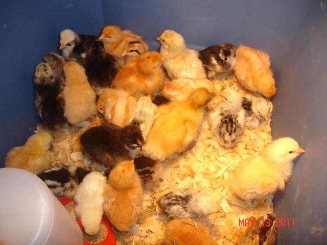 82212_chicks_007.jpg