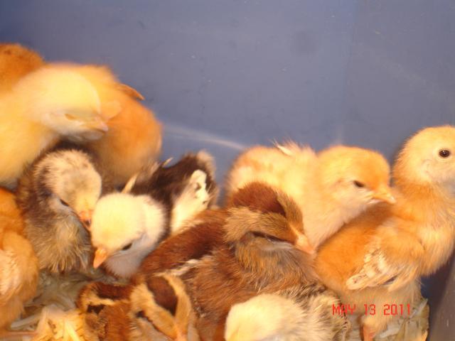 82212_chicks_010.jpg