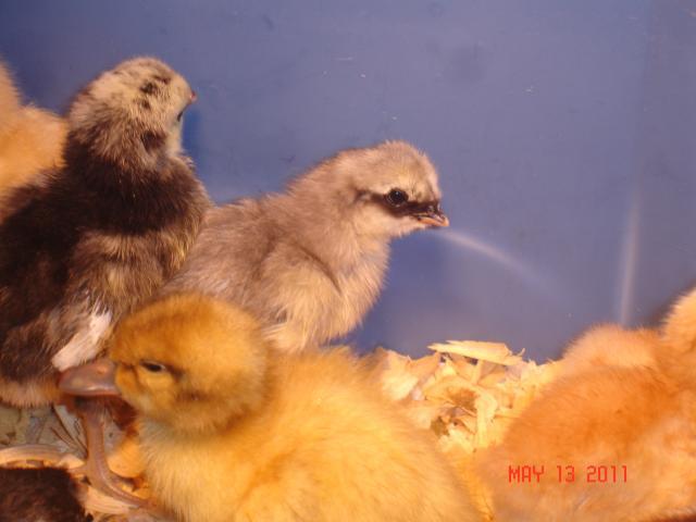 82212_chicks_014.jpg