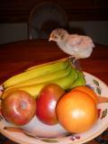 82224_chicks_008.jpg