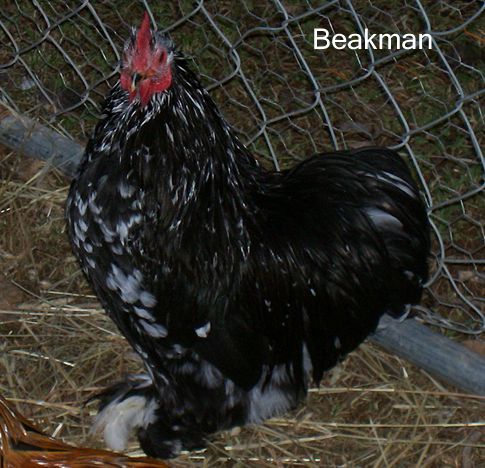 82238_beakman1.jpg