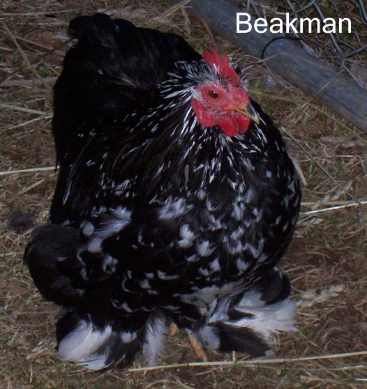 82238_beakman2.jpg