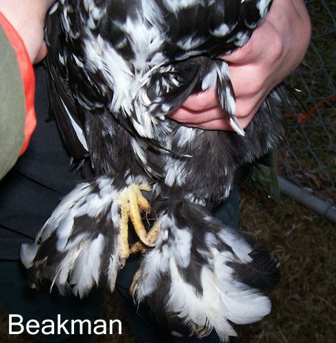 82238_beakman3.jpg