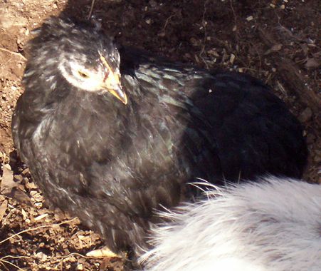 82238_blackpullet.jpg