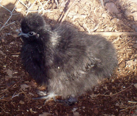 82238_blacksilkie.jpg