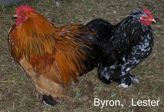 82238_byronlester.jpg