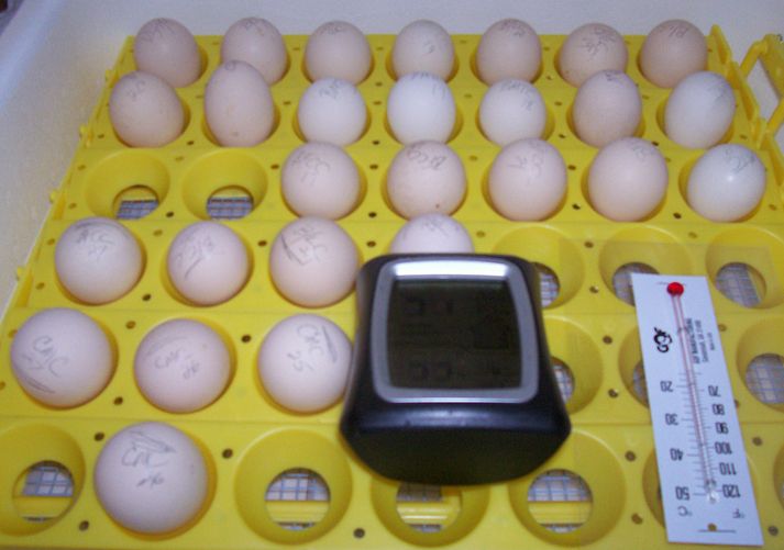 82238_eggies.jpg