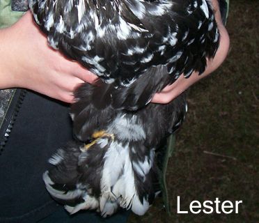 82238_lester1.jpg