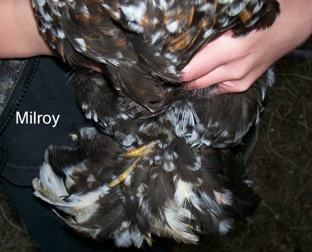 82238_milroy1.jpg