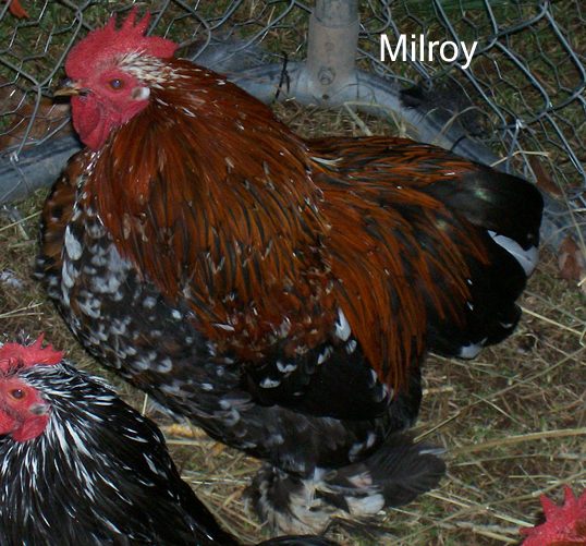 82238_milroy2.jpg