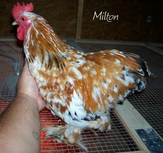 82238_milton1.jpg