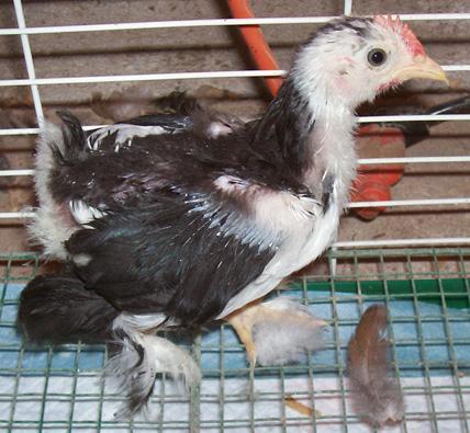 82238_mottled2.jpg