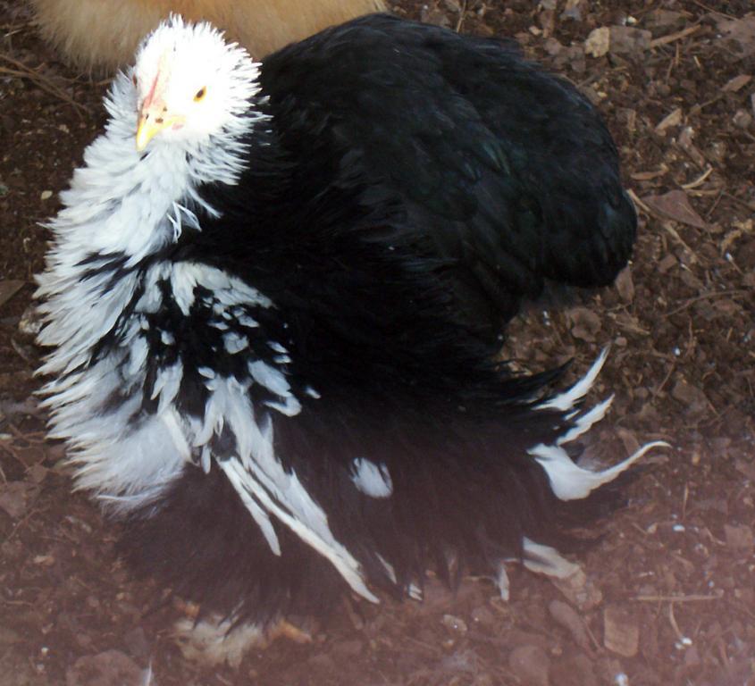 82238_mottledfrizzle.jpg