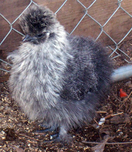 82238_othersilkie.jpg