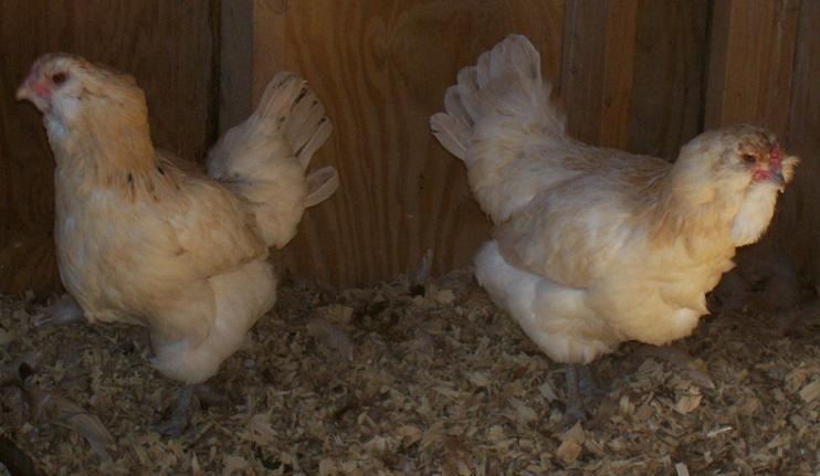82238_peachick1.jpg