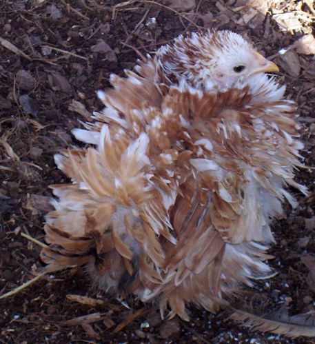 82238_zfrizzle.jpg