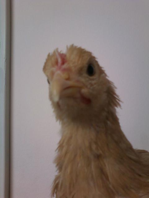 82252_babs12.jpeg