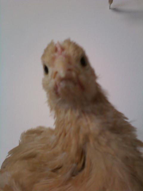 82252_babs7.jpeg