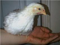 82252_bo1.jpeg