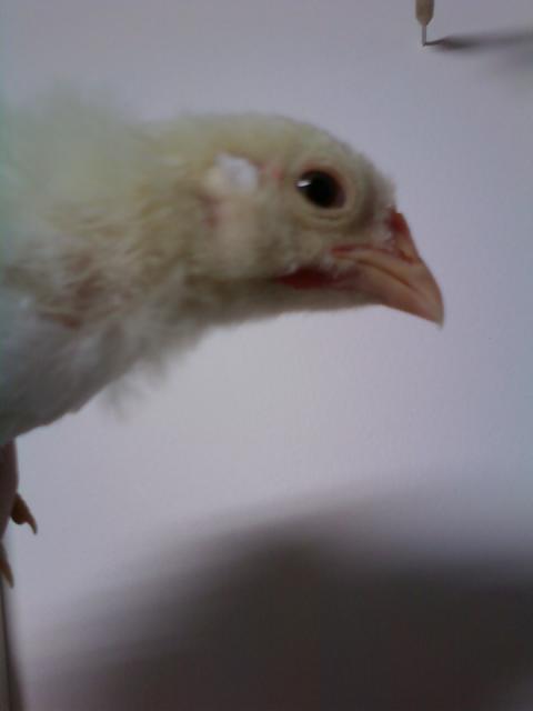 82252_boots6.jpeg