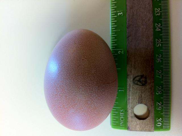 82252_firstegg4.jpeg