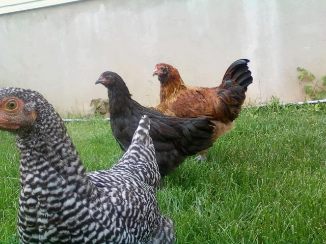 82252_yard2.jpeg