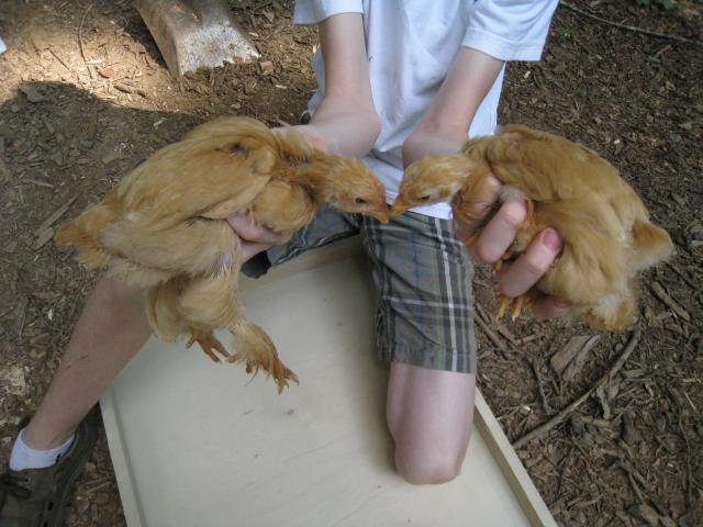 82272_img_7261.jpg