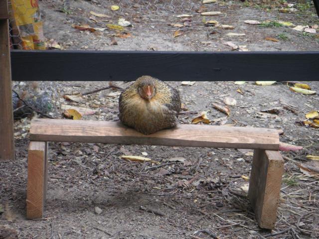 82285_dixieperch2.jpg
